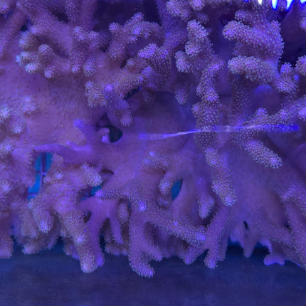 Cladiella sp. Capuccino FRAG