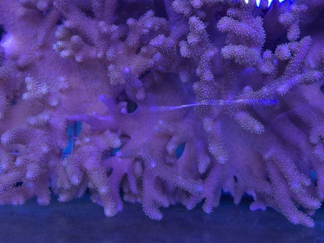 Cladiella sp. Capuccino FRAG