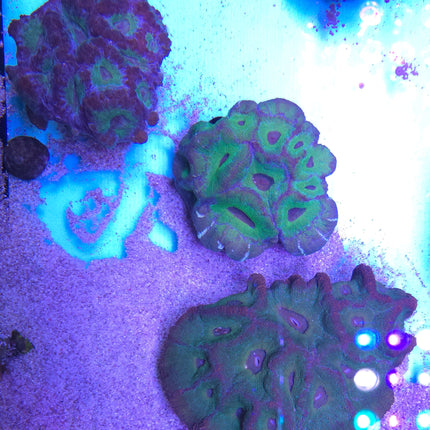 Australomussa sp. purple-green velvet L/XL