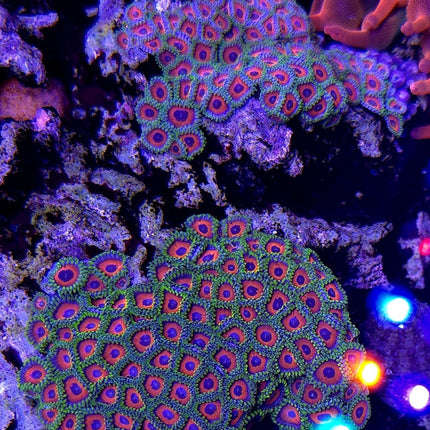 Zoanthus sp. Tiger eye FRAG