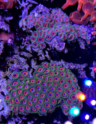 Zoanthus sp. Tiger eye FRAG