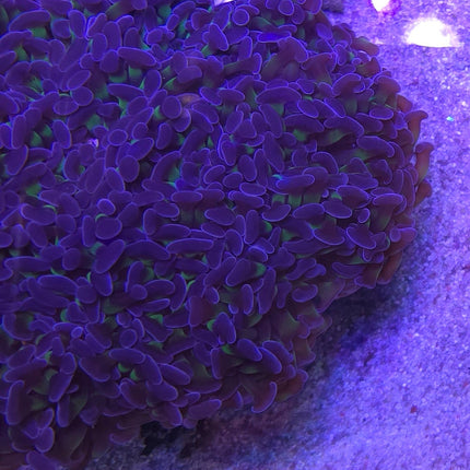 Euphyllia ancora sp. LILAC FRAG