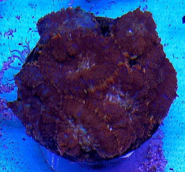 Rhodactis Red Orient- FRAG