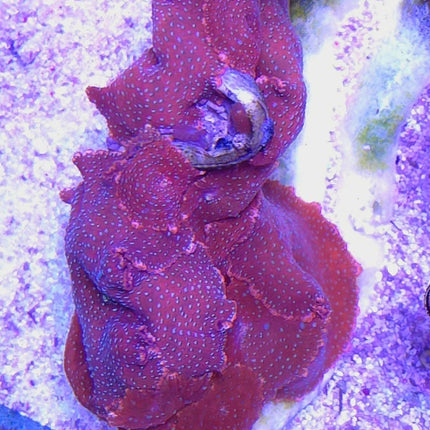 Discosoma sp. lady bug red blue dots FRAG