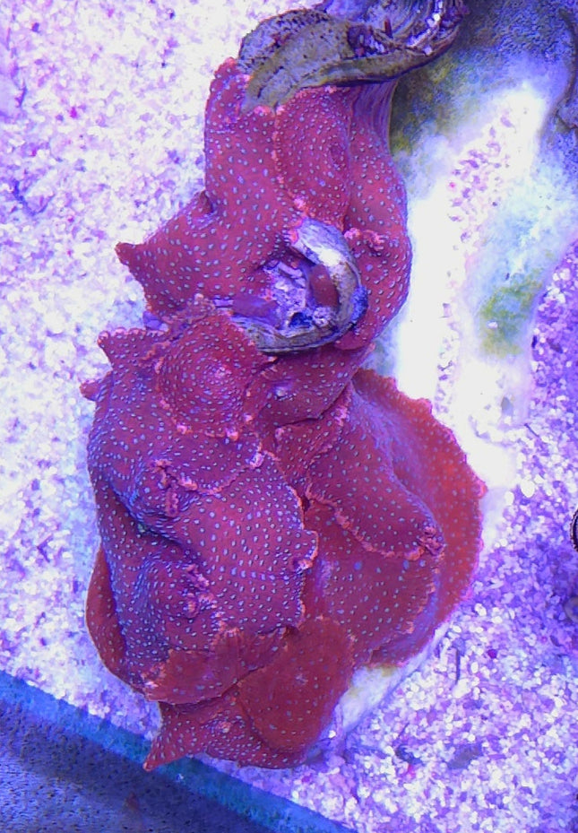 Discosoma sp. lady bug red blue dots FRAG