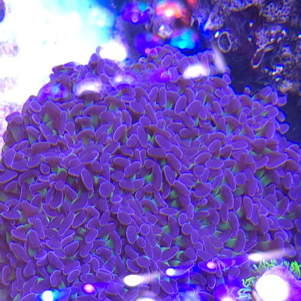 Euphyllia ancora sp. LILAC FRAG