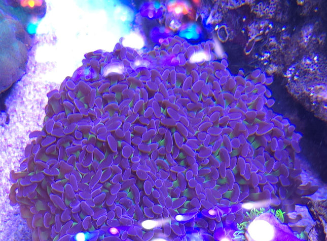 Euphyllia ancora sp. LILAC FRAG