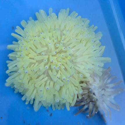 Heteractis crispa blue tip M/L