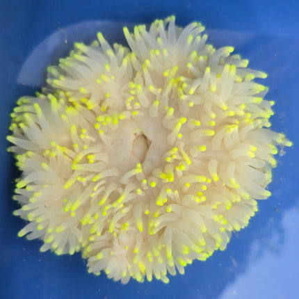 Heteractis crispa yellow tip XL RARE !