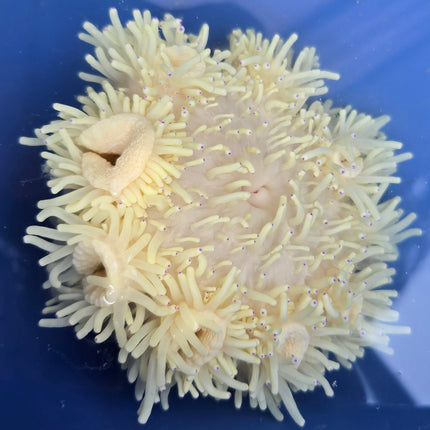 Heteractis crispa blue tip XL