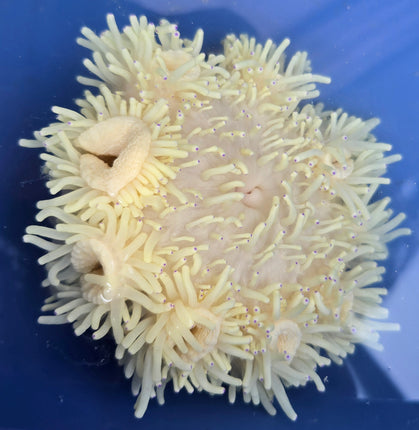 Heteractis crispa blue tip XL