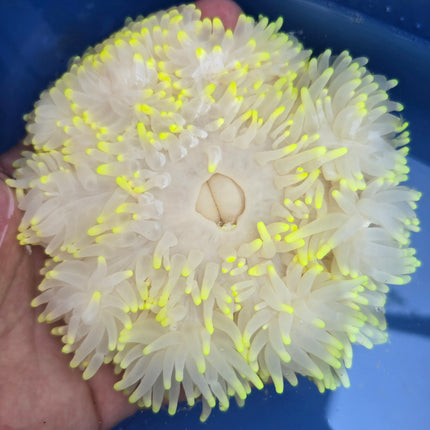 Heteractis crispa yellow tip XL RARE !