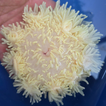 Heteractis crispa blue tip XL