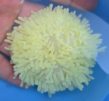 Heteractis crispa blue tip M/L