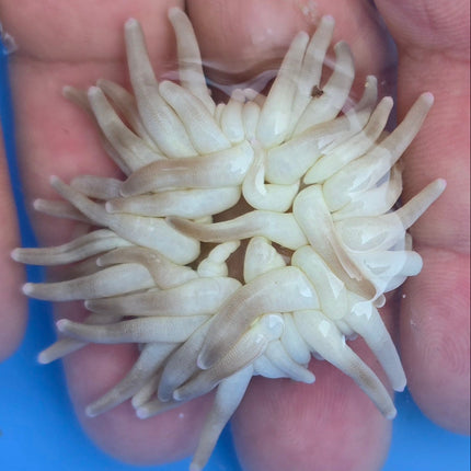 Condylactis gigantea M