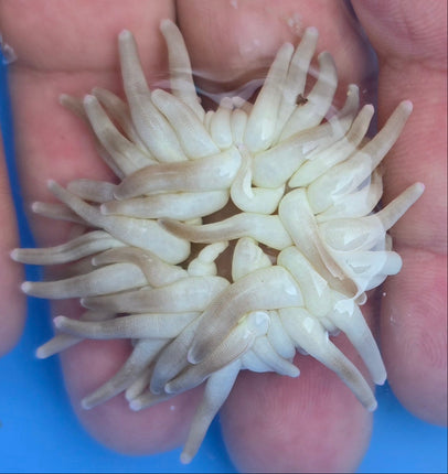 Condylactis gigantea M