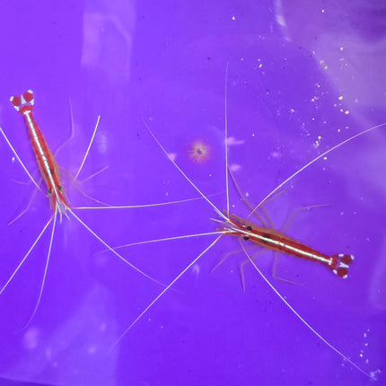 Lysmata amboinensis -L