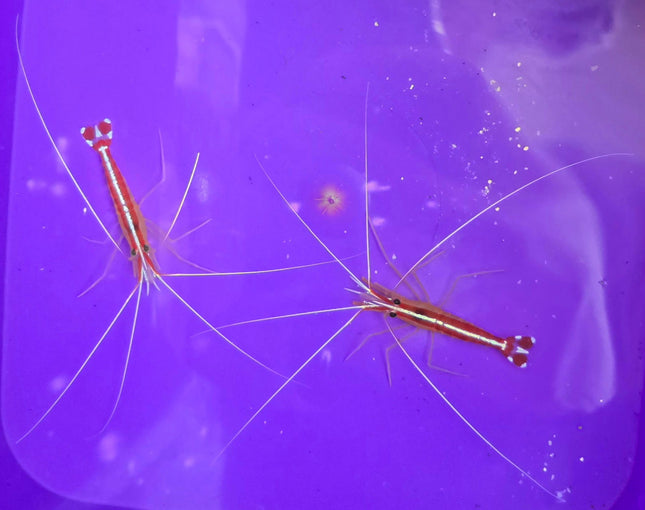 Lysmata amboinensis -L