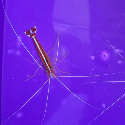 Lysmata amboinensis -L