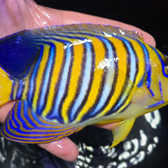 Collection image for: Angelfish