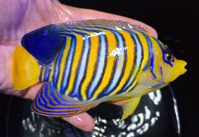 Pygoplites diacanthus XL