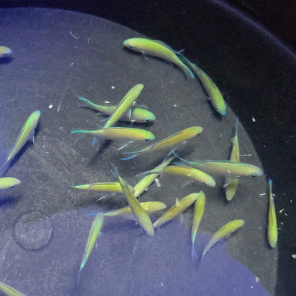 Chromis viridis