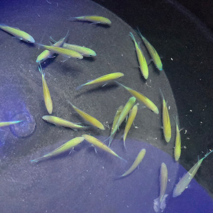 Chromis viridis