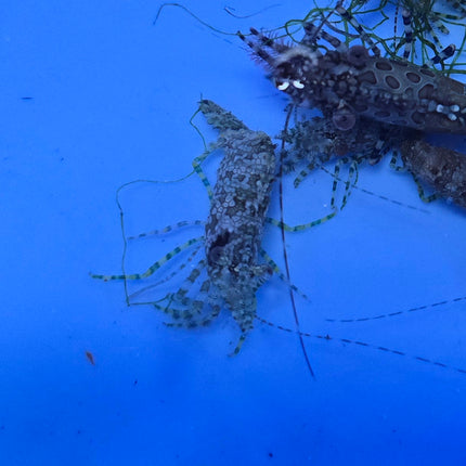 Saron Neglectus/marmoratus