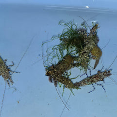 Collection image for: Shrimps