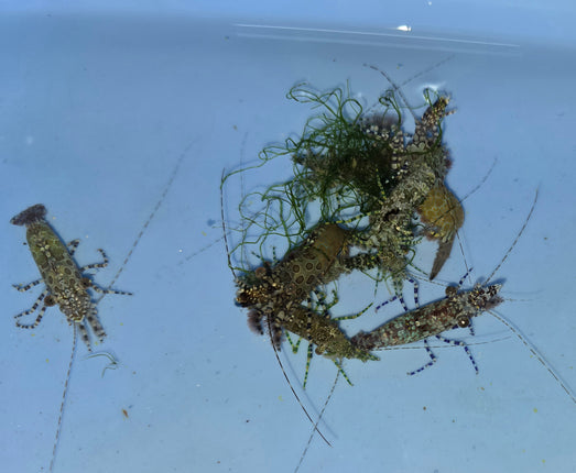 Saron Neglectus/marmoratus