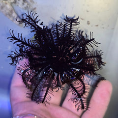 Collection image for: Invertebrates