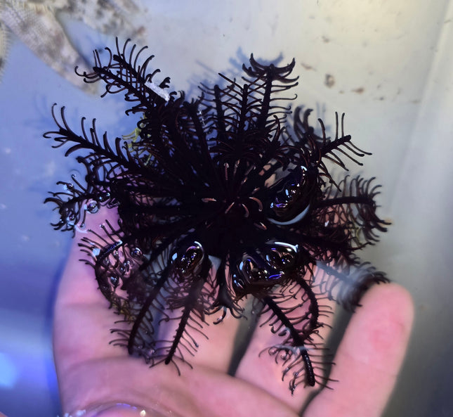 Oxymanthus benneti - L