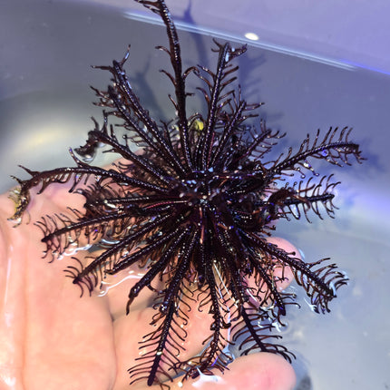 Oxymanthus benneti - L