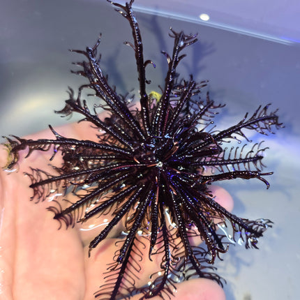 Oxymanthus benneti - L