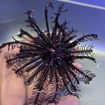 Oxymanthus benneti - L