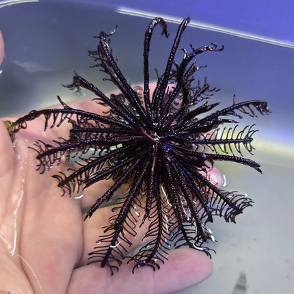 Oxymanthus benneti - L