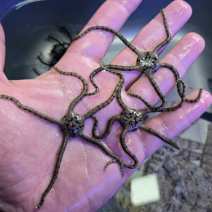 Ophiolepis superba