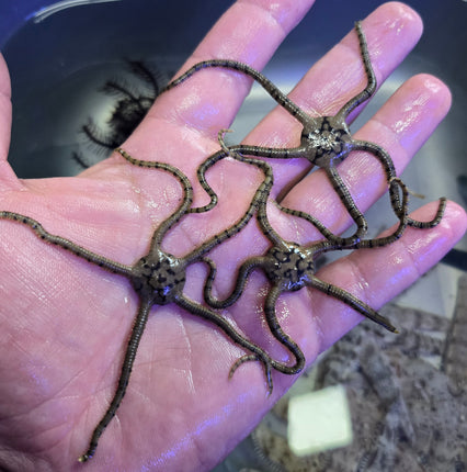 Ophiolepis superba