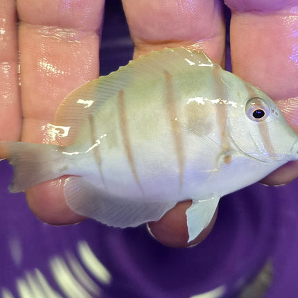 Acanthurus triostegus M