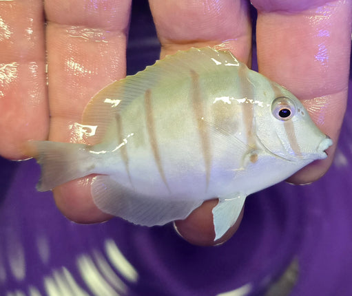 Acanthurus triostegus M