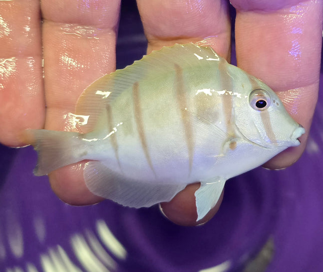 Acanthurus triostegus M