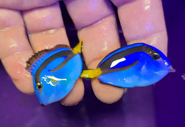 Paracanthurus hepatus M