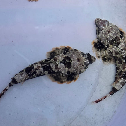 Sinchiropus ocellatus XL