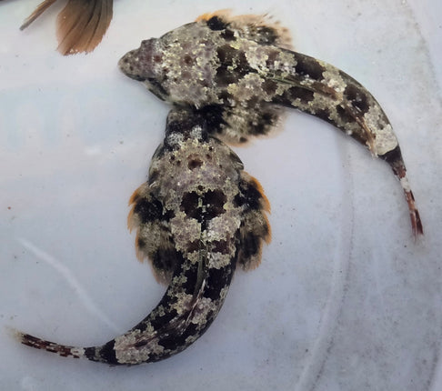 Sinchiropus ocellatus XL