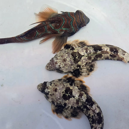 Sinchiropus ocellatus XL