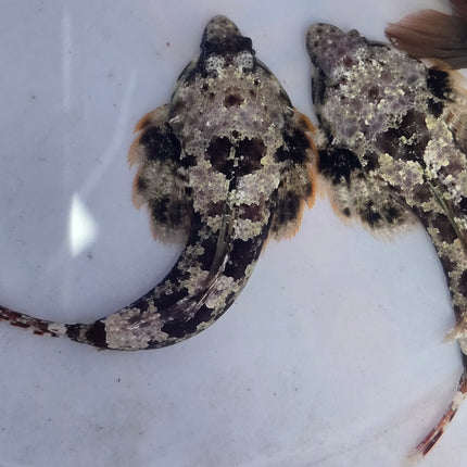 Sinchiropus ocellatus XL