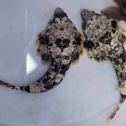 Sinchiropus ocellatus XL