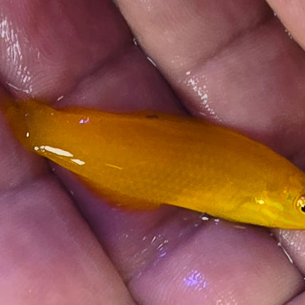 Halichoeres chrysus - M
