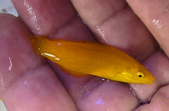 Halichoeres chrysus - M