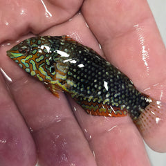 Collection image for: Wrasses